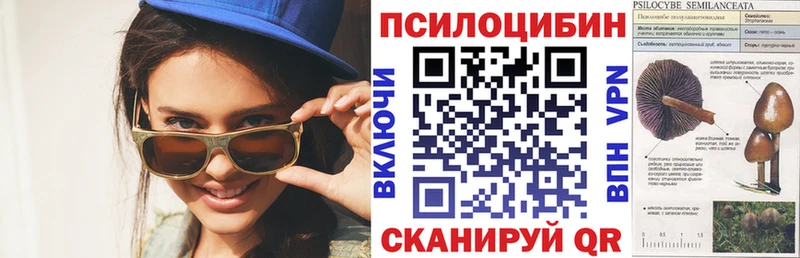 Псилоцибиновые грибы Psilocybe  как найти закладки  Новодвинск 